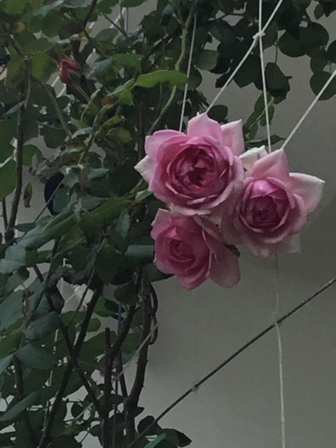 Star Garden Hoi An公寓 外观 照片